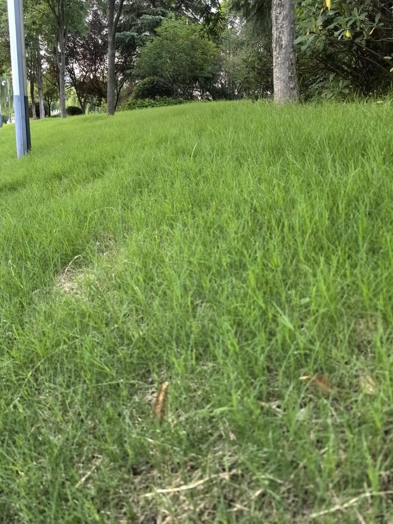 惠州狼尾草种子生产商 生态修复草种与草种生产经营实践指南