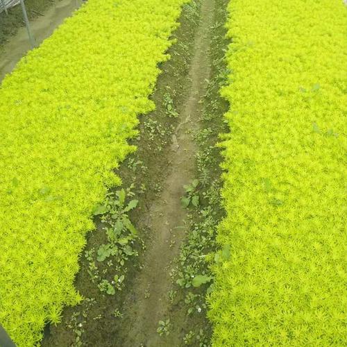 杭州草种生产经营全景透视 从本土厂家、主流品牌到田间热帖