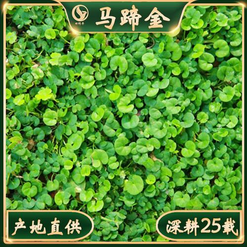 草种生产经营的厂房面积与经营模式分析