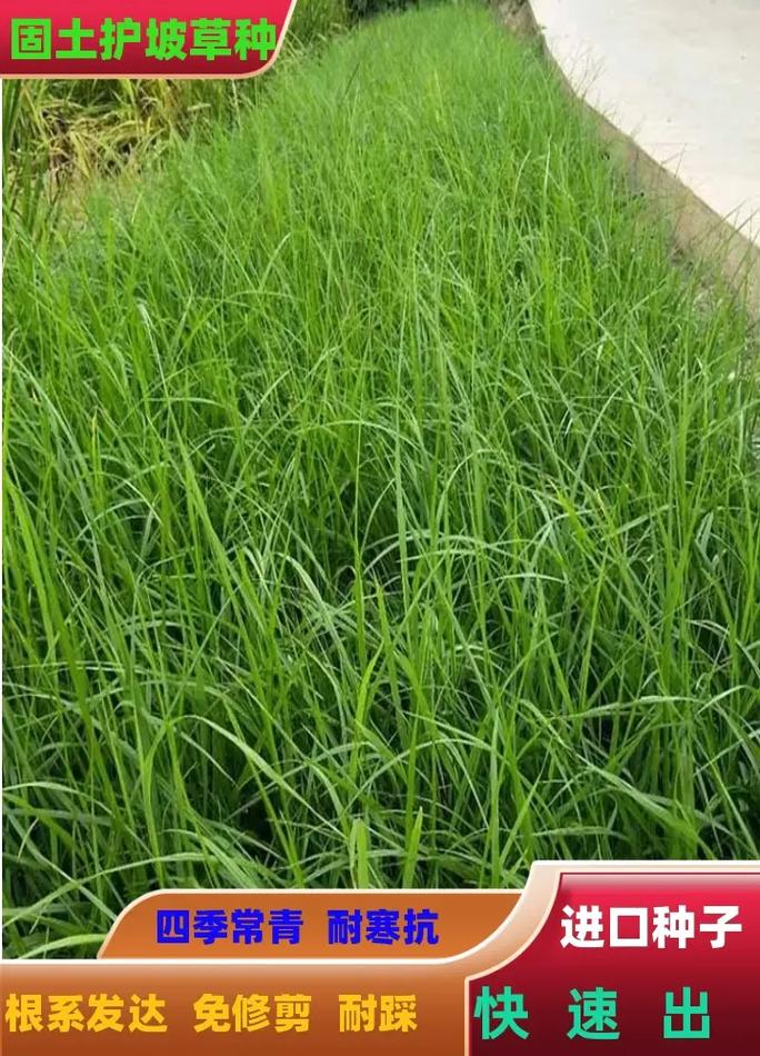 果岭草种子与生态修复草种 从高尔夫球场到草原恢复的绿色力量