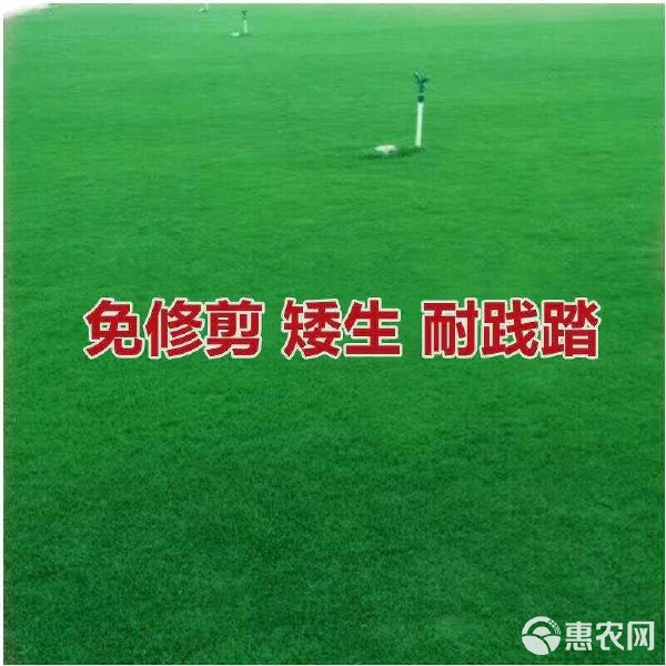 草坪种子怎么选？黑麦草、高羊茅、百慕大等护坡草籽与四季青花组合全解析