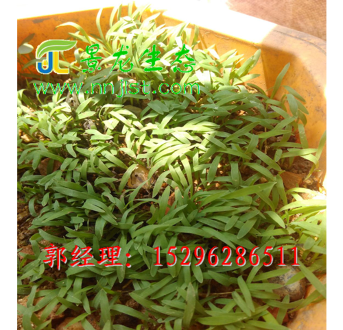 广西护坡草种与灌木种子 景龙生态助力边坡绿化高质量发展