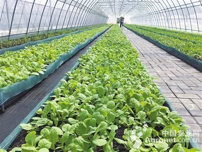 农科玉368玉米种产量解析与草种生产经营的协同发展路径