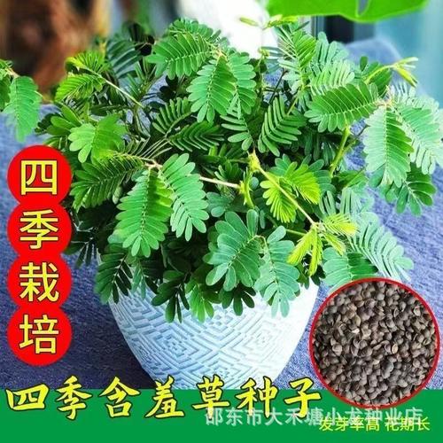 四季含羞草 室内阳台的趣味绿植，从草种到害羞草的全指南